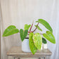 Philodendron Painted lady