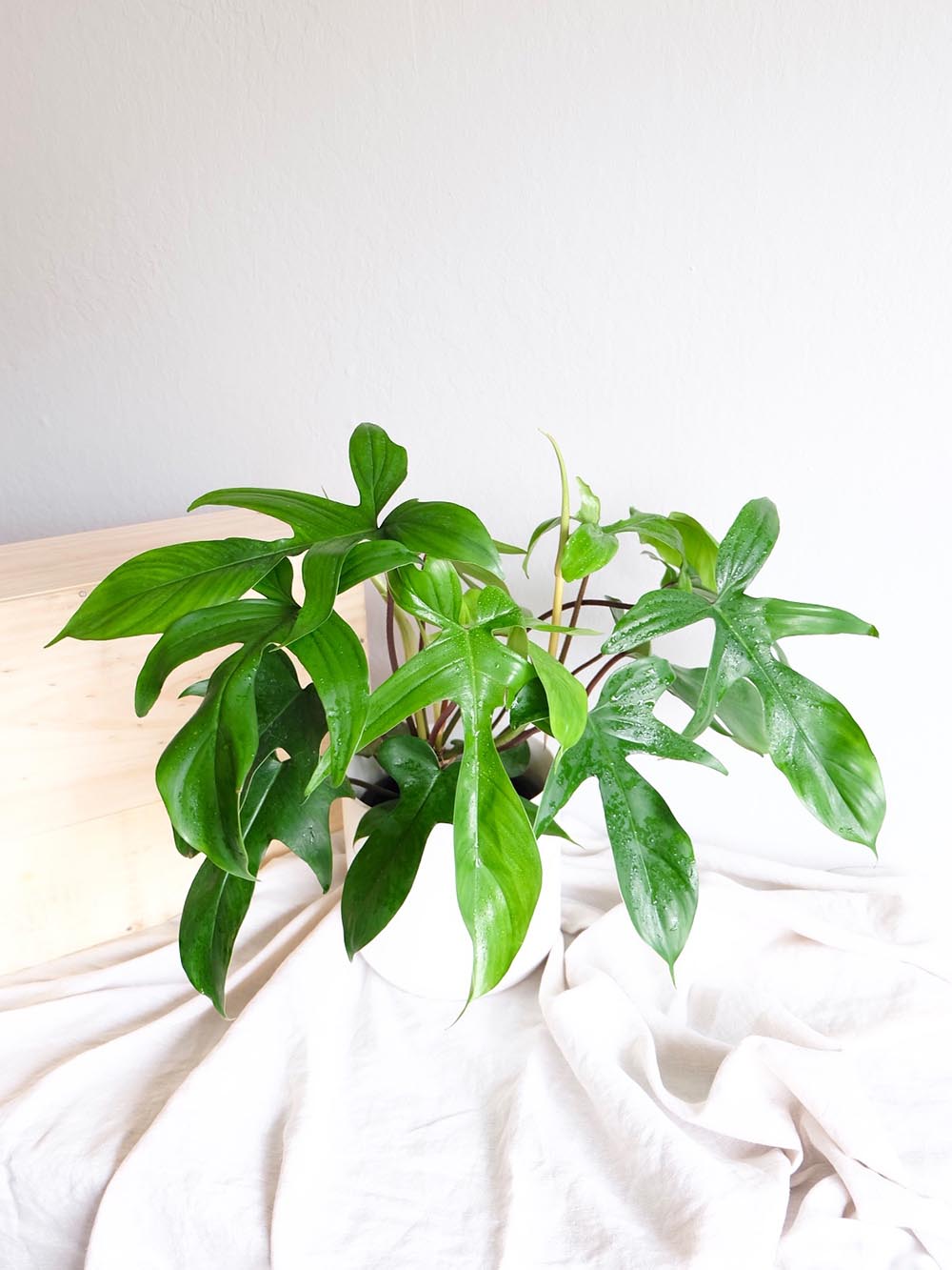 Philodendron Florida Green