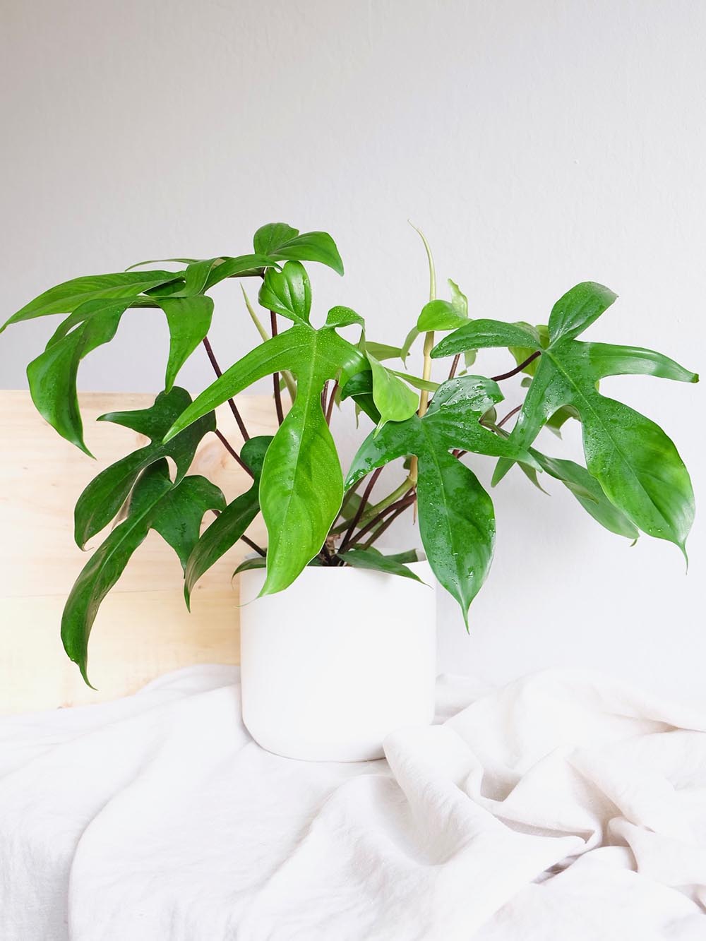 Philodendron Florida Green