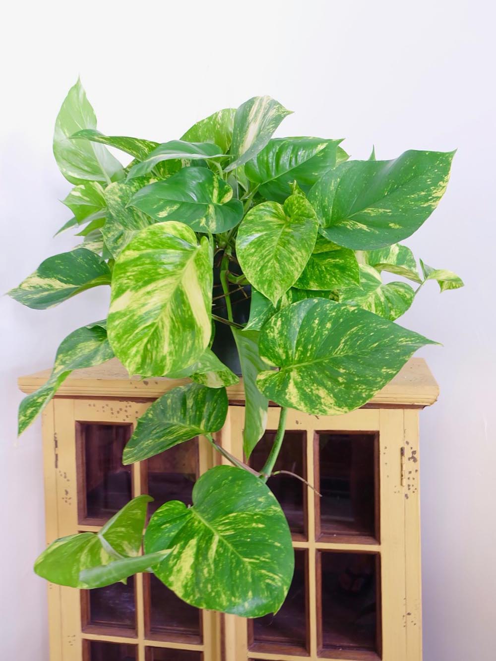 Pothos Hawaiian